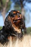 KING CHARLES SPANIEL 141